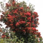 Top of the rata. Sept. 2017- Cambridge Tree Trust